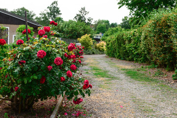 View of rose bushes in village