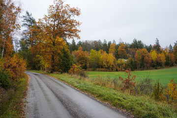 Empty road along trees during autumn