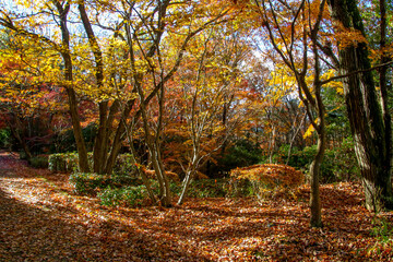 Fototapeta premium びわこ文化公園の紅葉
