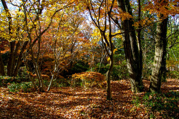 びわこ文化公園の紅葉