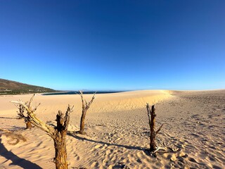 dry tree trunks in the high sandy dune landscape near Valdevaqueros with a view towards the Atlantic Ocean, Tarifa, Cadiz, Andalusia, Spain, fantastic landscape, tourism, travel