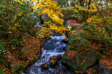 びわこ文化公園の紅葉