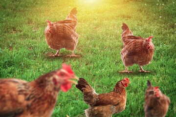 This beautiful free-range chickens at field  green grass