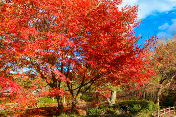 びわこ文化公園の紅葉