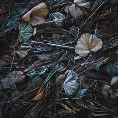 Frost covered leaves in winter