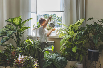 Little cute boy is watering indoor plants from a stylish watering can in a designer white interior.  - obrazy, fototapety, plakaty