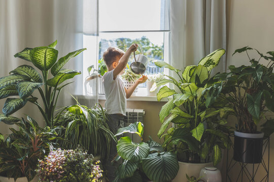 Little cute boy is watering indoor plants from a stylish watering can in a designer white interior. 