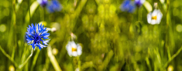 Blue Cornflower Panorama with Copyspace