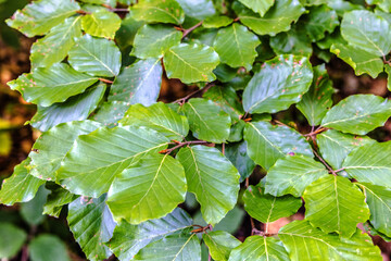 Green leaves of a beech tree