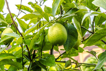 One Lime on a tree