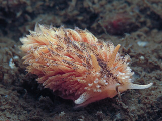 Naklejka na ściany i meble Beautiful Norwegian sea slug