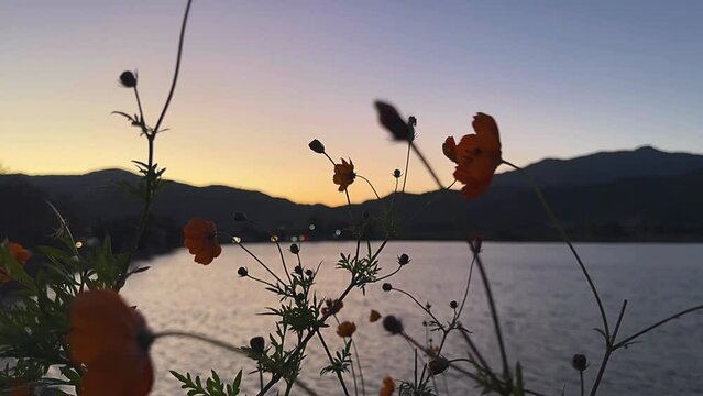 sunset on the lake, flowers, sunset, silhouette, sun, sky, people, sunrise, nature, mountain, running, tree, landscape, hill, orange, person, dusk, beach, travel, evening, woman, desert, fitness, summ