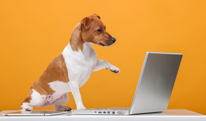smart dog with laptop on orange background