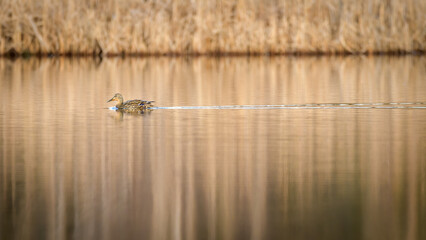 Solitary female Mallard duck swimming across calm lake in morning light