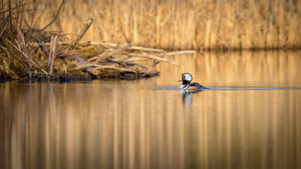 Solitary male Hooded Merganser duck swimming across calm lake in morning light