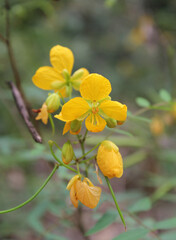 Yellow flower on a Senna plant in a garden