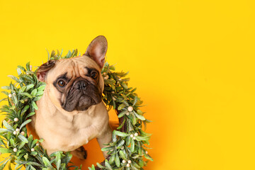 Cute pug dog with Christmas wreath on yellow background