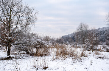 winter time, snow-covered trees and bushes, winter fairytale landscape