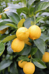 レモンの畑の果実