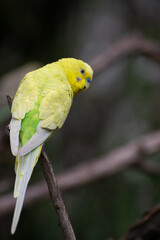 green parrot on a branch