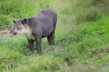 Tapir in grass