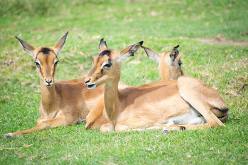 Naklejka na ściany i meble Impala antelope on grass