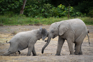 Baby elephants playing together. 