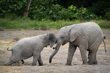 Obraz premium Baby elephants playing together. 