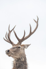 Close up of a deer's head, cloudy background.