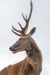 Naklejka na ściany i meble Close up of a deer's head, cloudy background.