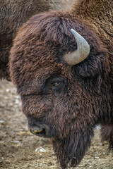 american bison buffalo head shot