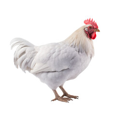 Fototapeta premium Beautiful chicken, cut out - stock png. 