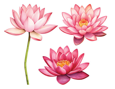 Set Pink lotus flower, watercolor vector illustration, hand drawing, flora wedding