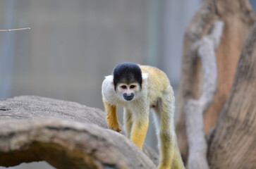 何かを見つけたリスザル