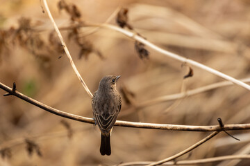 bird on a branch