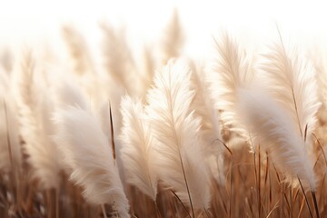 dusters feather similar plants scene clear Bright wind moving selloana Cortaderia soft background natural Abstract plant nature vegetation white gold