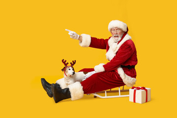 Santa Claus with cute Jack Russell Terrier dog in reindeer horns and Christmas gift box on sled against yellow background
