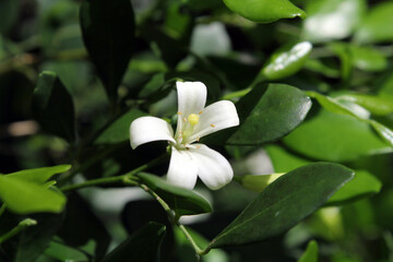 Obraz na płótnie Canvas White flower on a Murraya plant in a garden