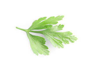 Sprig of fresh green parsley leaves isolated on white, top view