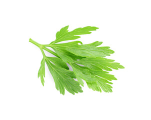 Sprig of fresh green parsley leaves isolated on white, top view