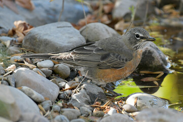 Orange-breasted American Robin at a pond's edge