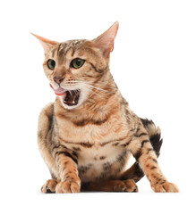 Cute Bengal cat on white background. Adorable pet