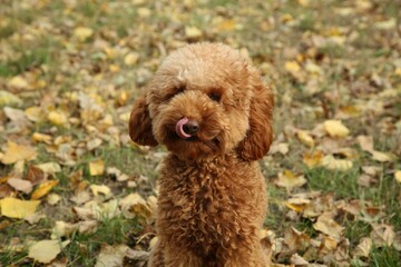 Fototapeta premium Cute fluffy dog on green grass outdoors. Adorable pet