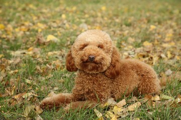 Cute fluffy dog on green grass outdoors. Adorable pet