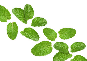 Fresh mint leaves flying on white background