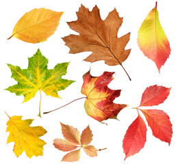 Many different bright autumn leaves isolated on white