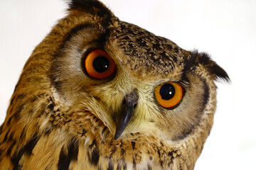 フクロウの顔のアップ