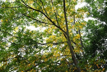 Sapindus mukorossi (Soapberry tree) yellow leaves.
The fruit is called a soapberry because it contains saponin and foams when added to water, acting as soap.