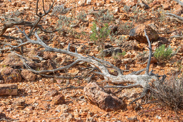 A fallen dead tree in the harsh semi desert landscape of Sturt National Park in New South Wales, Australia.