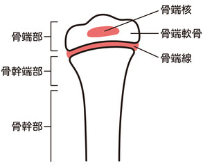 骨端線　子どもの骨　骨の成長
